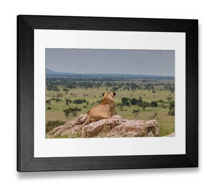 Framed Print : Lioness in the Serengeti Framed Print : Lioness in the Serengeti