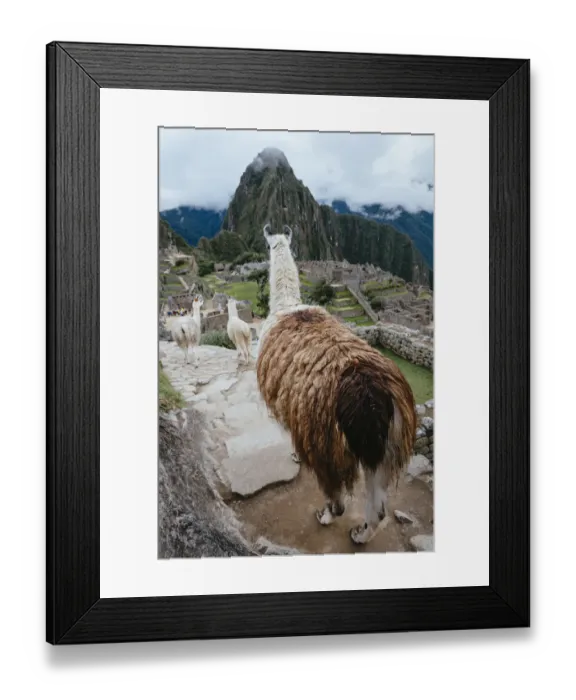 Framed Print : Llamas in Machu Picchu citadel, Peru Framed Print : Llamas in Machu Picchu citadel, Peru