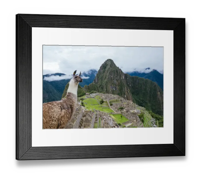 Framed Print : Llama in Machu Picch citadel, Peru