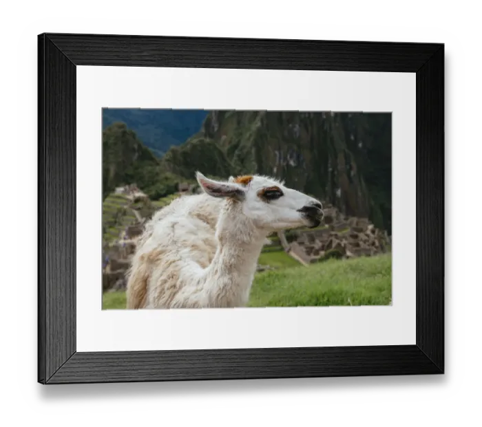 Framed Print : Llama in Machu Picch citadel, Peru Framed Print : Llama in Machu Picch citadel, Peru