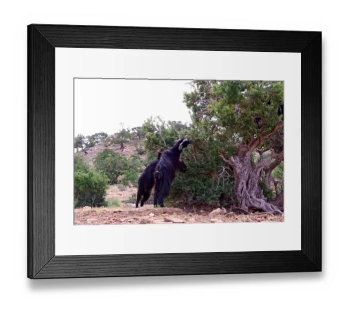 Framed Print : Goats climbing an Argan tree, Morocco Framed Print : Goats climbing an Argan tree, Morocco