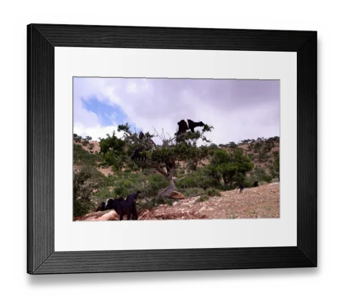 Framed Print : Goats climbing an Argan tree, Morocco Framed Print : Goats climbing an Argan tree, Morocco