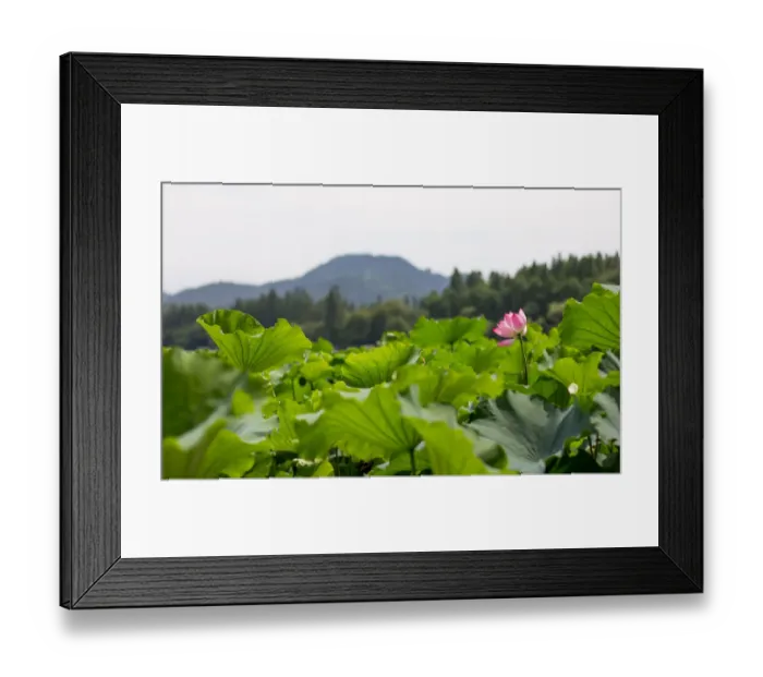 Framed Print : Lotus Blooming In The West Lake, Hangzhou, Zhejiang, China Framed Print : Lotus Blooming In The West Lake, Hangzhou, Zhejiang, China