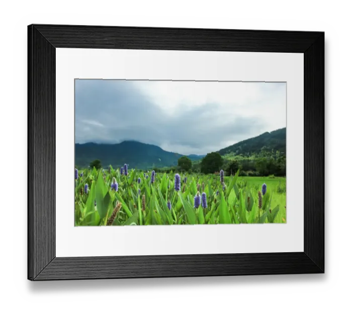 Framed Print : Fields in the countryside of Hongcun Ancient Village, Huangshan, Anhui, China Framed Print : Fields in the countryside of Hongcun Ancient Village, Huangshan, Anhui, China