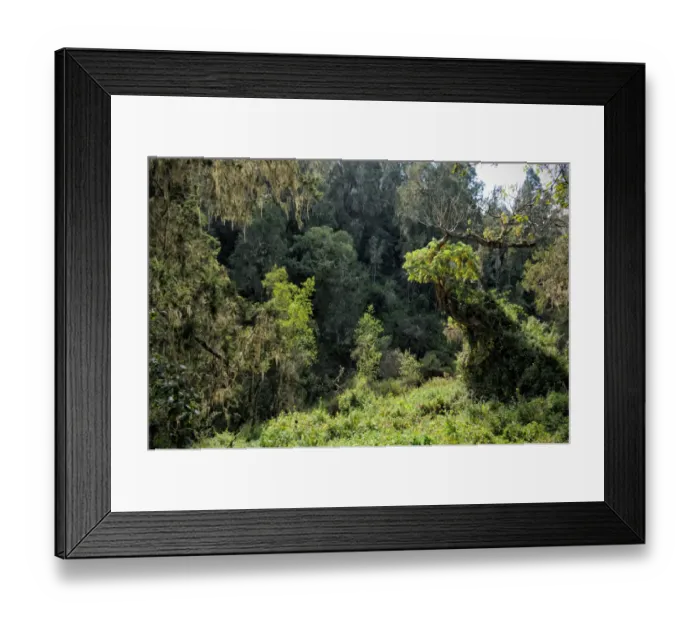Framed Print : Montane rainforest, Kilimanjaro National Park Framed Print : Montane rainforest, Kilimanjaro National Park
