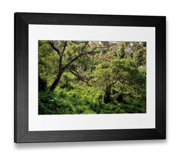 Framed Print : Lush montane rainforest, Kilimanjaro National Park