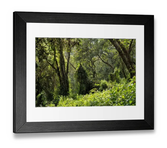 Framed Print : Tropical forest at Mti Mkubwa or Forest Camp (Lemosho trail), Kilimanjaro National Park Framed Print : Tropical forest at Mti Mkubwa or Forest Camp (Lemosho trail), Kilimanjaro National Park