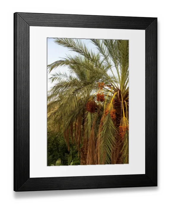 Framed Print : GhardaAOa. View from the historical town of GhardaAOa, Algeria Framed Print : GhardaAOa. View from the historical town of GhardaAOa, Algeria