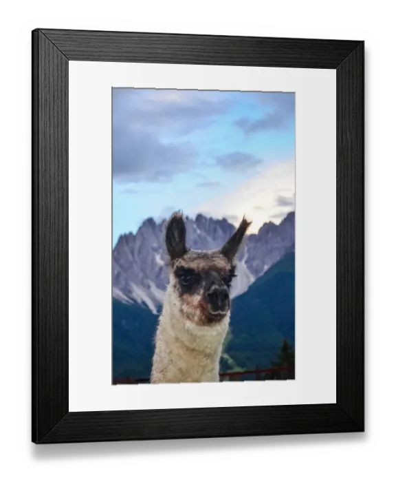 Framed Print : Male llama posing before alpine landscape, Italy Framed Print : Male llama posing before alpine landscape, Italy