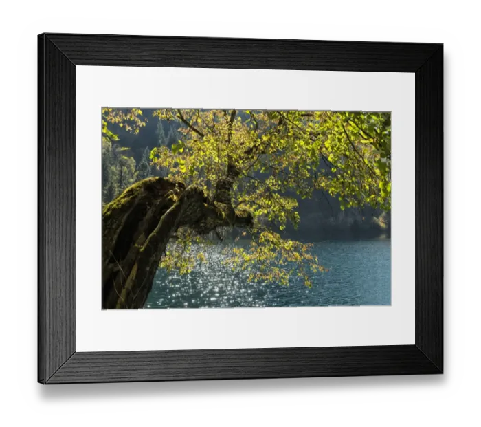 Framed Print : Jiuzhaigou NP - Panda Lake Framed Print : Jiuzhaigou NP - Panda Lake