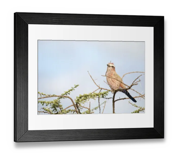 Framed Print : Purple roller perched on an acacia Framed Print : Purple roller perched on an acacia