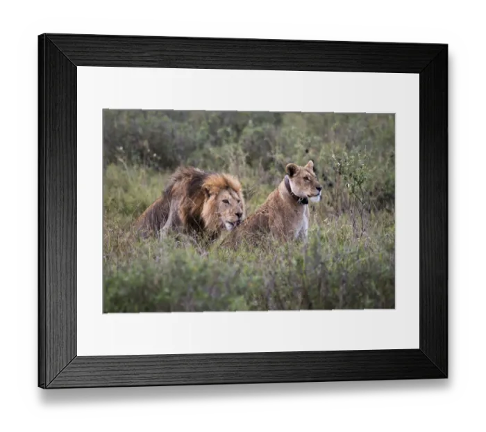 Framed Print : Male lion licking back of a female lion