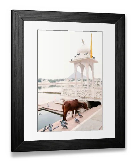 Framed Print : Pushkar lake and shrine, Pushkar Rajasthan India Framed Print : Pushkar lake and shrine, Pushkar Rajasthan India
