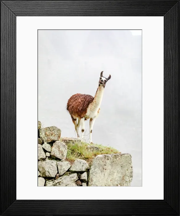 Framed Print : Llama in Machu Picchu, Peru Framed Print : Llama in Machu Picchu, Peru