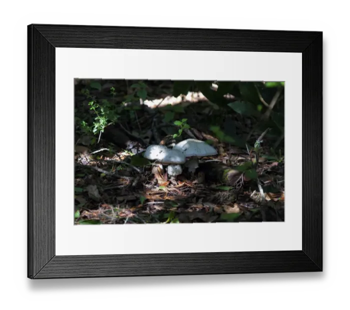 Framed Print : La Gomera. The Garajonay National Park is declared world heritage by the Framed Print : La Gomera. The Garajonay National Park is declared world heritage by the