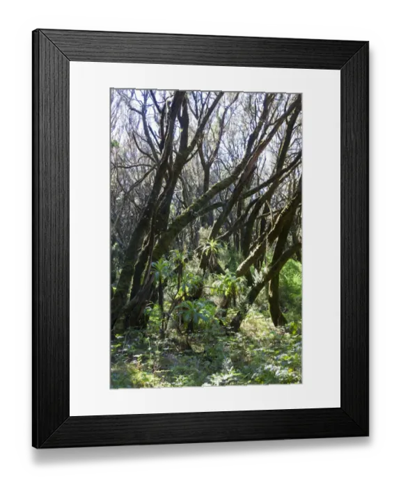 Framed Print : La Gomera. The Garajonay National Park is declared world heritage by the Framed Print : La Gomera. The Garajonay National Park is declared world heritage by the