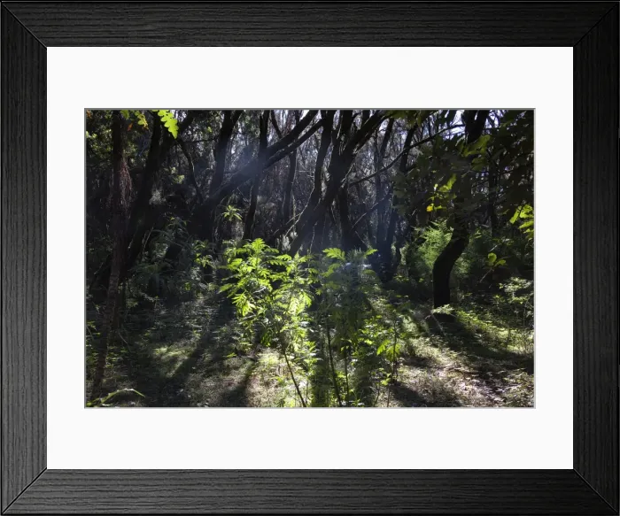 Framed Print : La Gomera. The Garajonay National Park is declared world heritage by the Framed Print : La Gomera. The Garajonay National Park is declared world heritage by the