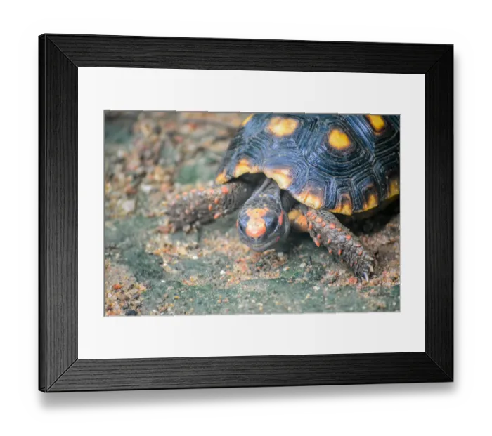 Framed Print : Tortoise. Yellow-footed Tortoise. species - testudinidae Framed Print : Tortoise. Yellow-footed Tortoise. species - testudinidae