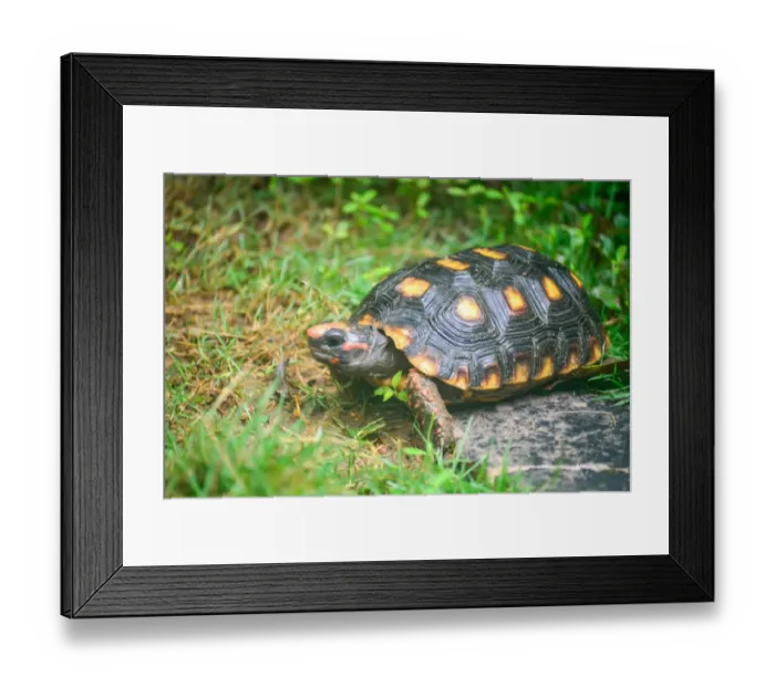 Framed Print : Tortoise. Yellow-footed Tortoise. species - testudinidae Framed Print : Tortoise. Yellow-footed Tortoise. species - testudinidae