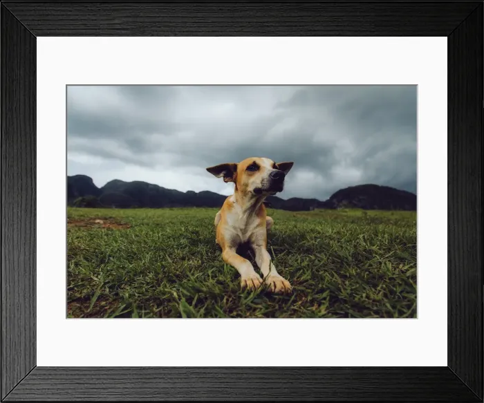Framed Print : Dog on a grass in Vinales valley, in Cuba Framed Print : Dog on a grass in Vinales valley, in Cuba