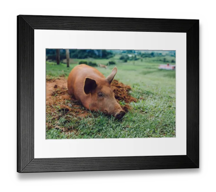 Framed Print : Pig sleeping on a grass in Vinales valley, Cuba Framed Print : Pig sleeping on a grass in Vinales valley, Cuba