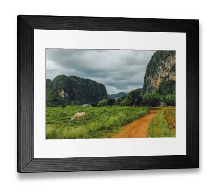 Framed Print : Horse on a pasture in ViAnales valley, in Cuba Framed Print : Horse on a pasture in ViAnales valley, in Cuba