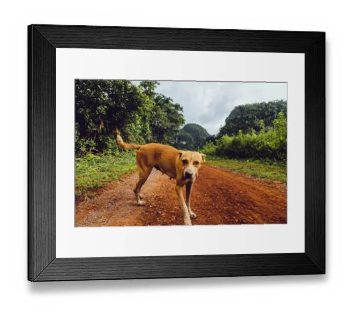 Framed Print : Dog on a grass in Vinales valley, in Cuba Framed Print : Dog on a grass in Vinales valley, in Cuba