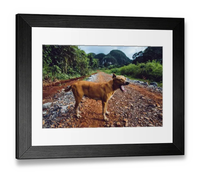 Framed Print : Dog on a grass in Vinales valley, in Cuba Framed Print : Dog on a grass in Vinales valley, in Cuba