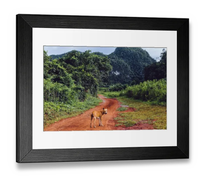 Framed Print : Dog on a grass in Vinales valley, in Cuba Framed Print : Dog on a grass in Vinales valley, in Cuba