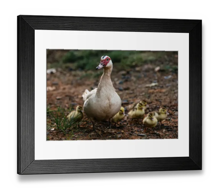 Framed Print : Duck with a brood of ducklings in Vinales valley, Cuba