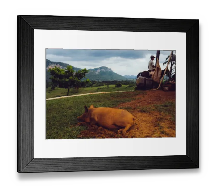 Framed Print : Rustic scene in Vinales valley, in Cuba Framed Print : Rustic scene in Vinales valley, in Cuba