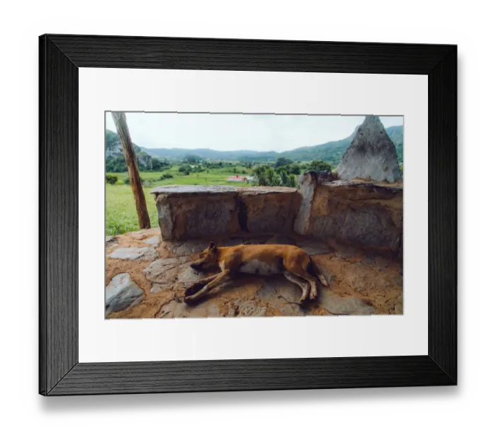Framed Print : Dog sleeping on a vantage point in Vinales valley, Cuba Framed Print : Dog sleeping on a vantage point in Vinales valley, Cuba