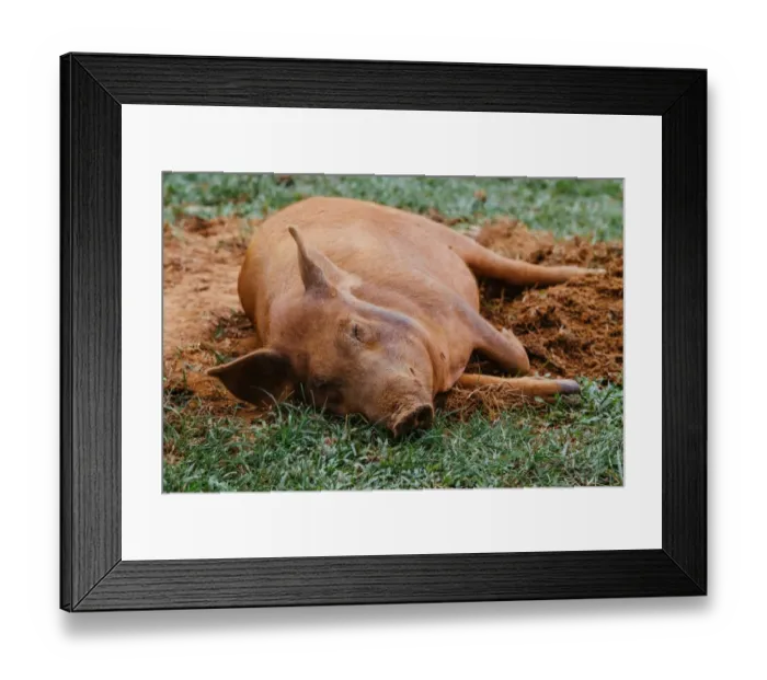 Framed Print : Pig sleeping on a grass in Vinales valley, Cuba Framed Print : Pig sleeping on a grass in Vinales valley, Cuba