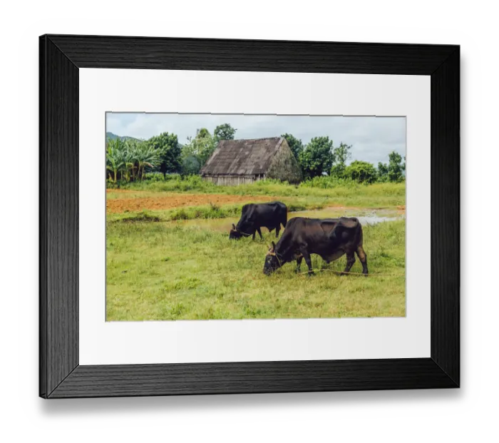Framed Print : Two bulls feeding on a pasture in ViAnales valley, in Cuba Framed Print : Two bulls feeding on a pasture in ViAnales valley, in Cuba