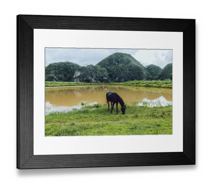 Framed Print : Horse on a pasture in ViAnales valley, in Cuba Framed Print : Horse on a pasture in ViAnales valley, in Cuba