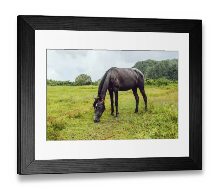 Framed Print : Horse on a pasture in ViAnales valley, in Cuba Framed Print : Horse on a pasture in ViAnales valley, in Cuba