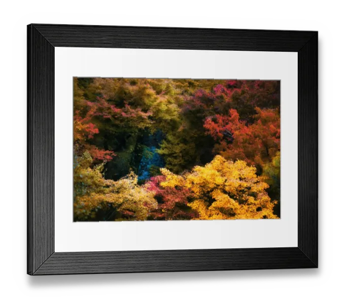Framed Print : vivid golden yellow orange to red foliage trees leaves