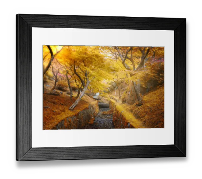 Framed Print : sun light ray through golden leaves foliage in autumn Framed Print : sun light ray through golden leaves foliage in autumn