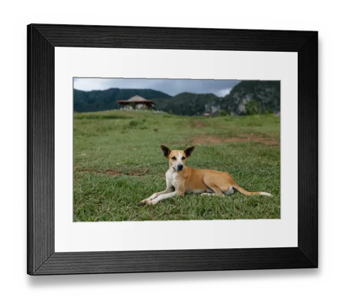 Framed Print : Dog in Vinales, Cuba Framed Print : Dog in Vinales, Cuba