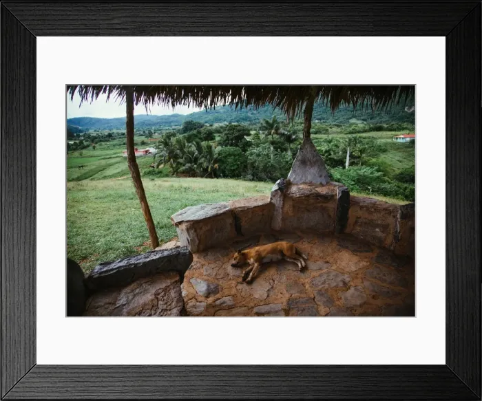 Framed Print : Dog sleeping on vantage point in Vinales valley, in Cuba Framed Print : Dog sleeping on vantage point in Vinales valley, in Cuba