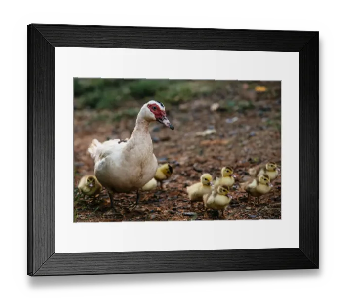 Framed Print : Duck with a brood of ducklings in Vinales valley, Cuba Framed Print : Duck with a brood of ducklings in Vinales valley, Cuba