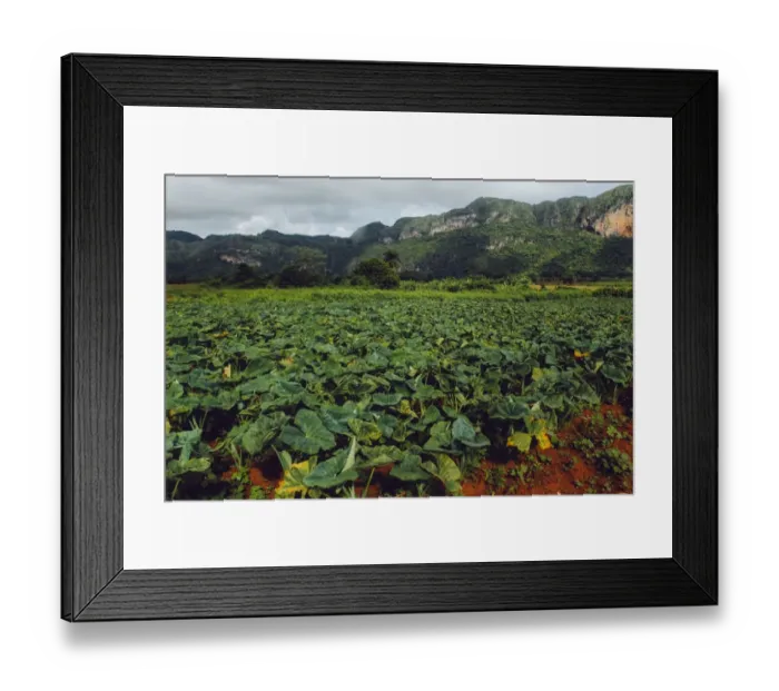 Framed Print : Agricultural fields in ViAnales valley, Cuba Framed Print : Agricultural fields in ViAnales valley, Cuba