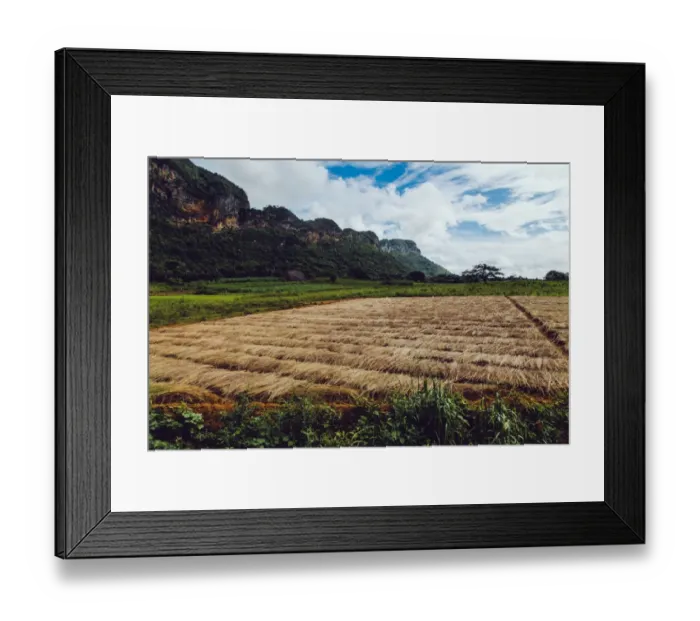 Framed Print : Tobacco growing field in Vinales valley, Cuba Framed Print : Tobacco growing field in Vinales valley, Cuba