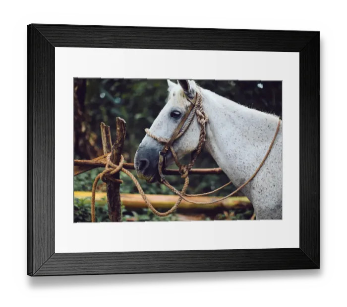 Framed Print : White horse on a leash in Vinales, Cuba Framed Print : White horse on a leash in Vinales, Cuba