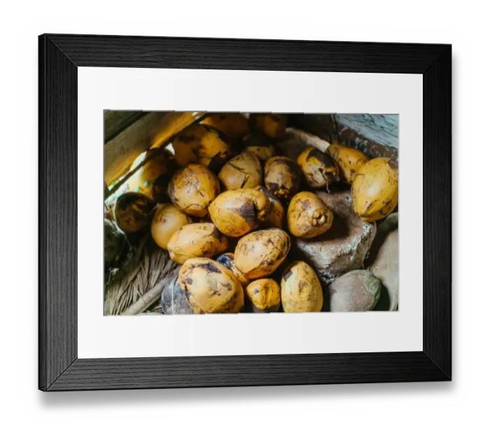 Framed Print : Pile of Coconuts in Vinales, Cuba