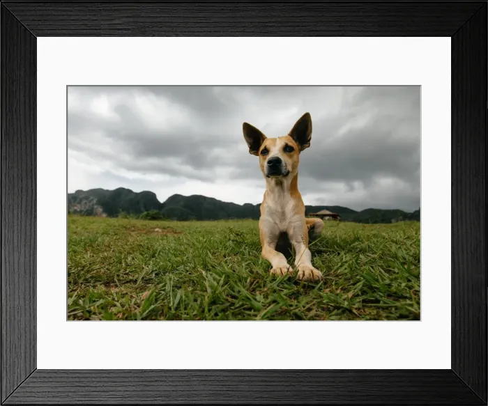 Framed Print : Dog in Vinales, Cuba Framed Print : Dog in Vinales, Cuba
