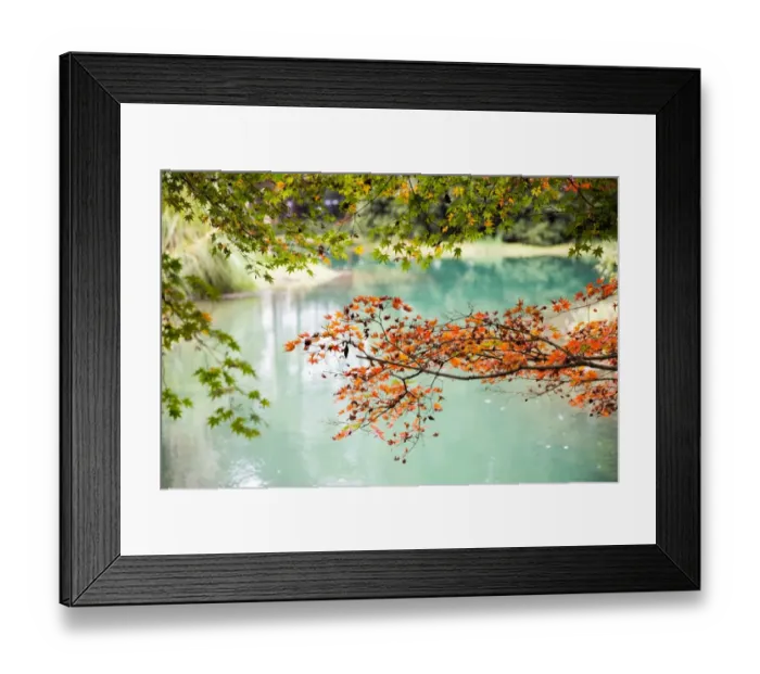 Framed Print : Maple trees in the Prince Bay Park, Hangzhou