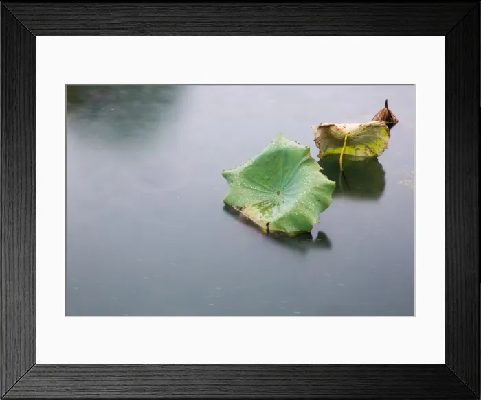 Framed Print : Lotus leaves floating on the West Lake in autumn rain Framed Print : Lotus leaves floating on the West Lake in autumn rain
