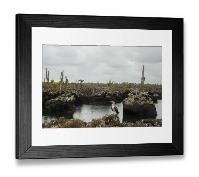 Framed Print : Blue footed boobie at Galapagos