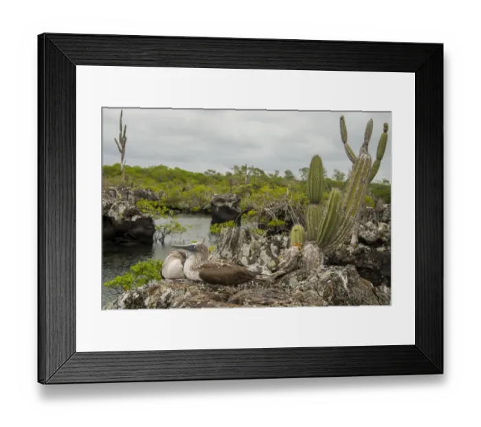 Framed Print : Blue footed boobie at Galapagos Framed Print : Blue footed boobie at Galapagos